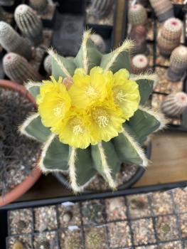 Parodia magnificus